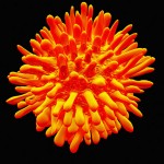 Hepatitis C - looks beautiful but exaggerates it's true purpose!